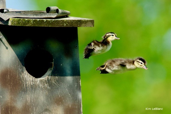 Wood Duck ducklings jumping from nest box by Kim LeBlanc; permission required for use.